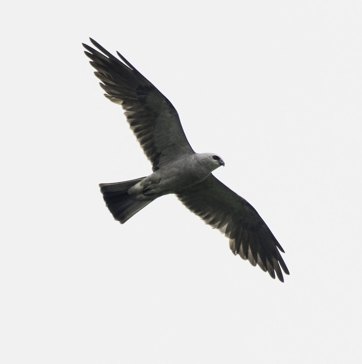 Mississippi Kite - ML621965954