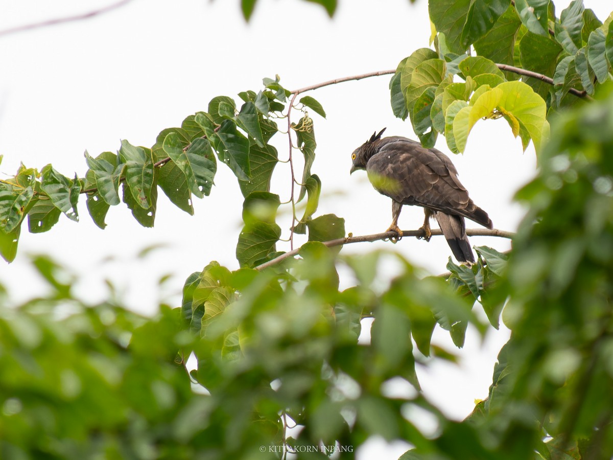 Oriental Honey-buzzard - ML621965975