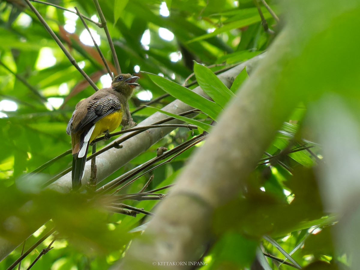 Orange-breasted Trogon - ML621965976