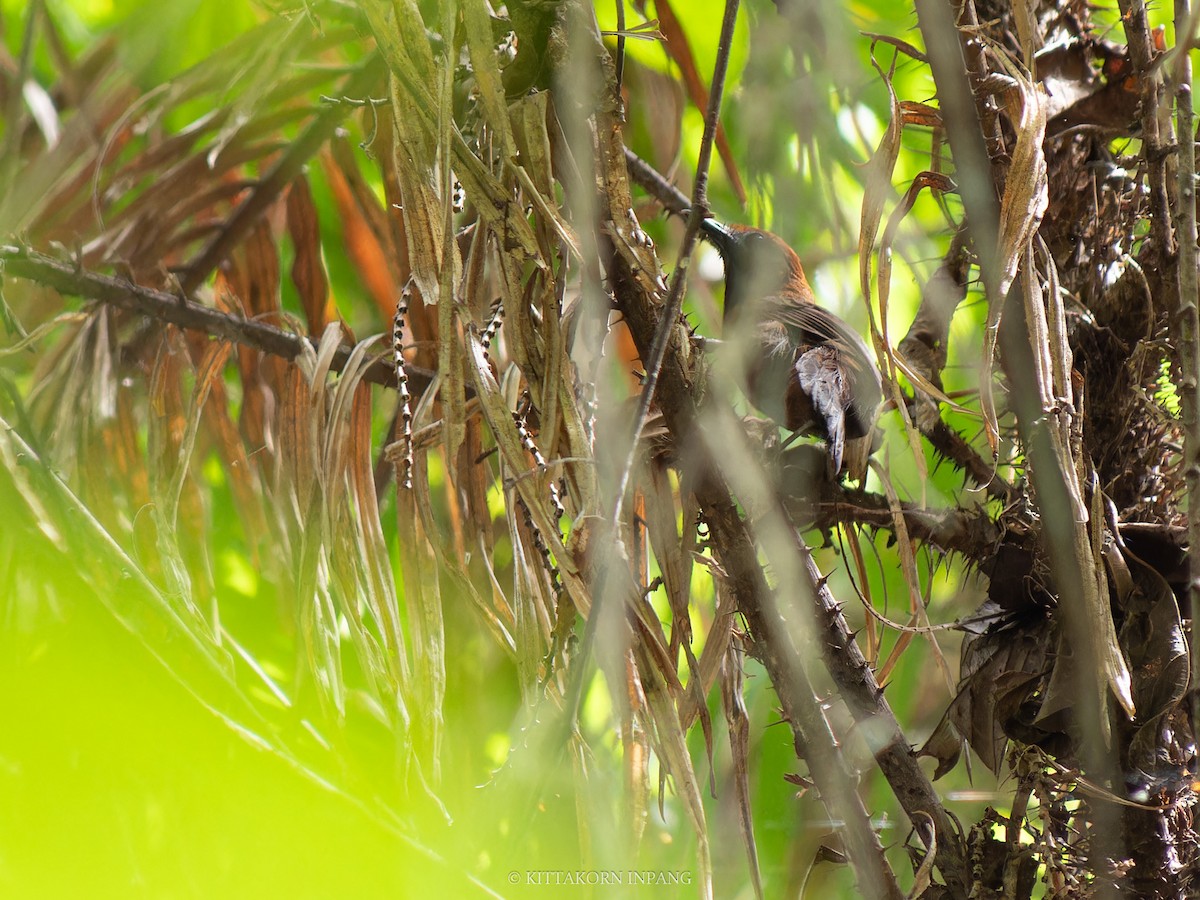 Fluffy-backed Tit-Babbler - ML621965978