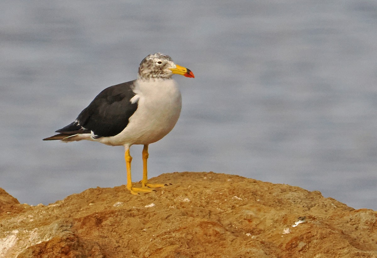 Belcher's Gull - ML621965981