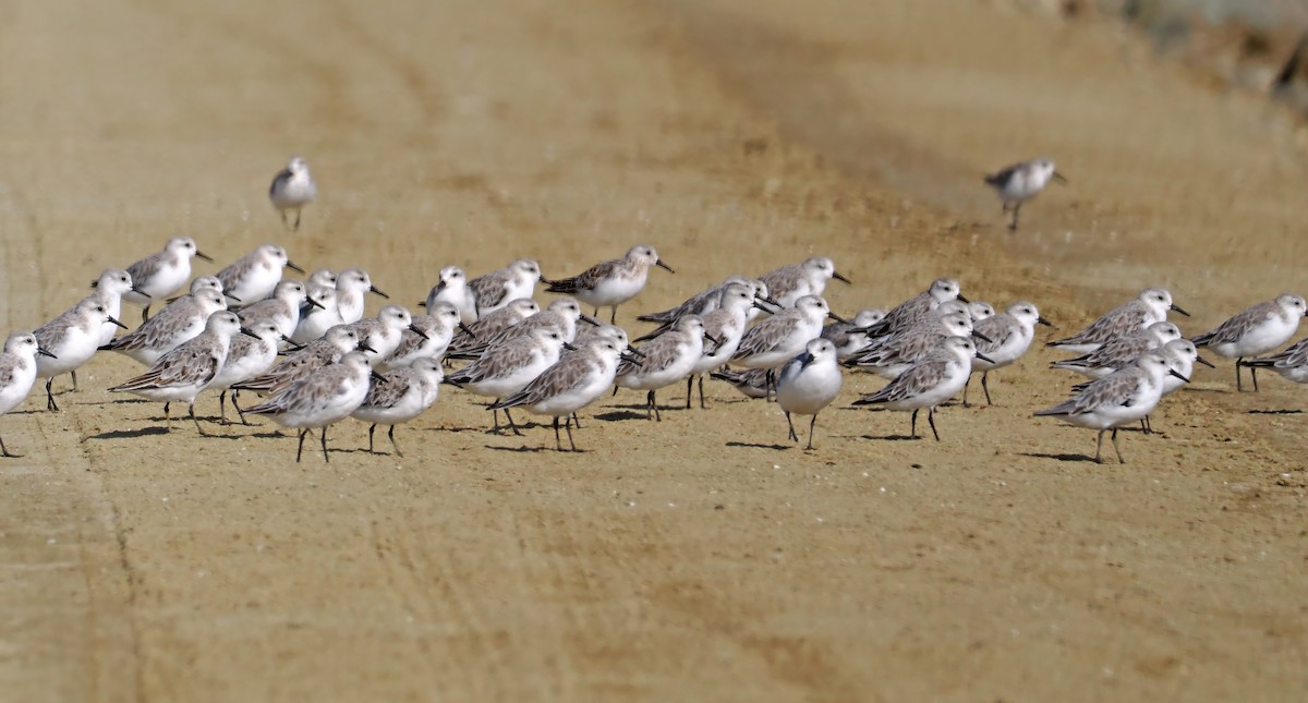 Sanderling - ML621965982