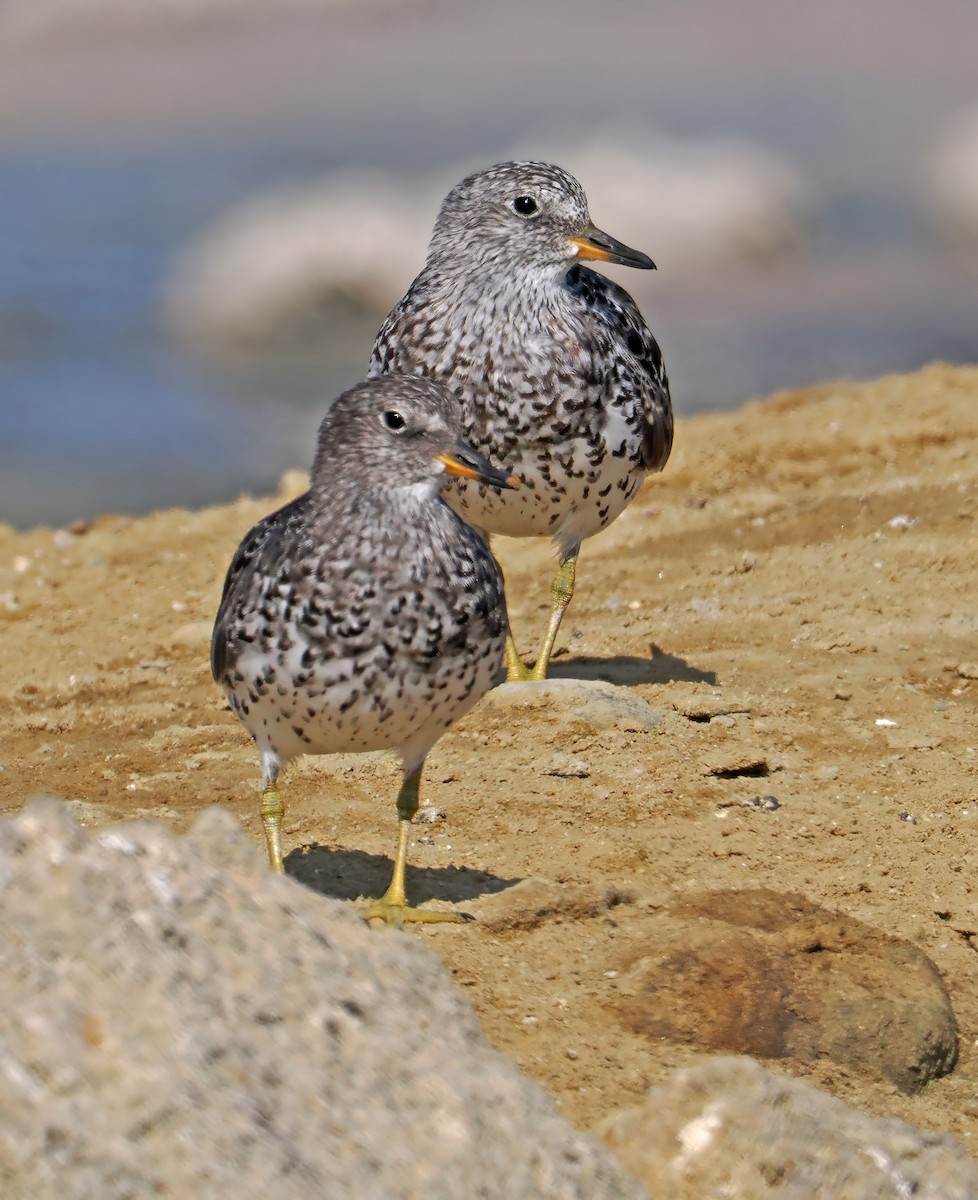 Surfbird - ML621965984