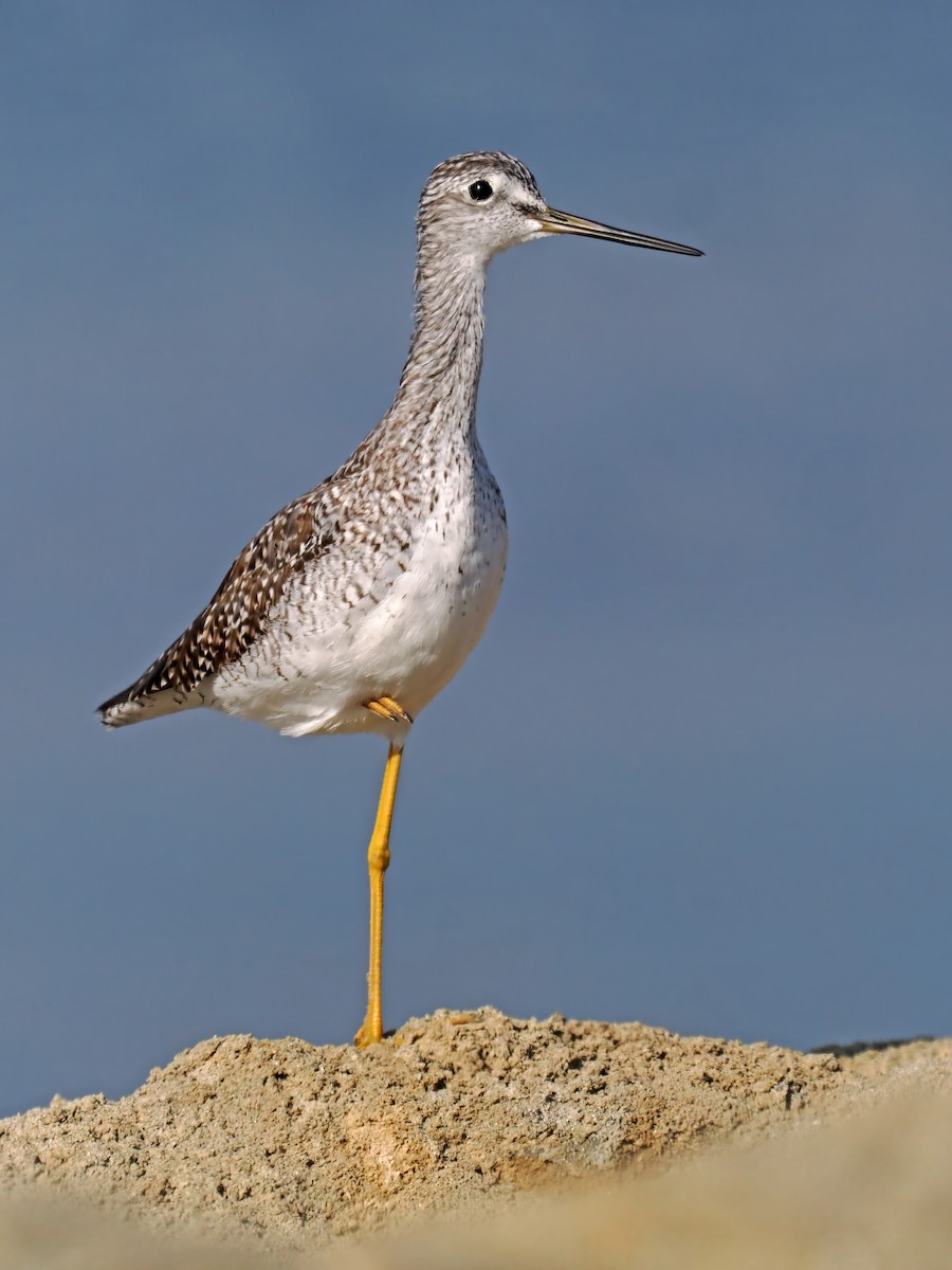 Greater Yellowlegs - ML621965985