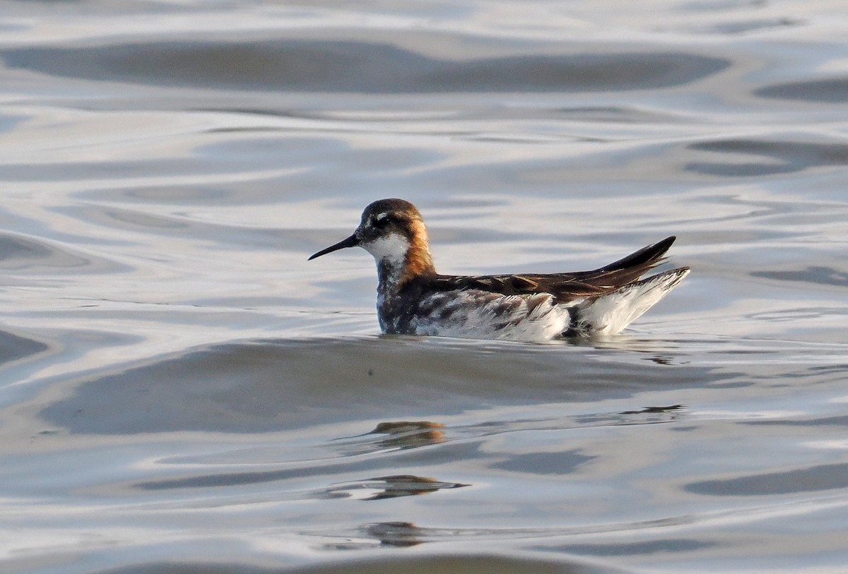 Red-necked Phalarope - ML621965987