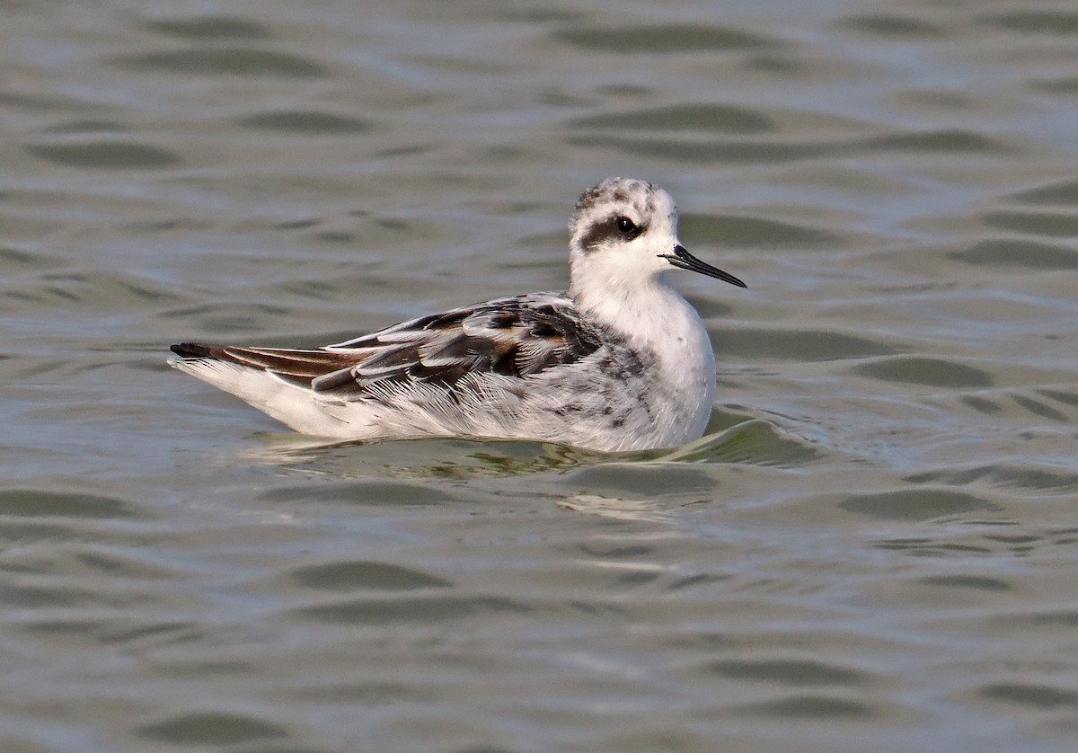 Red-necked Phalarope - ML621965988