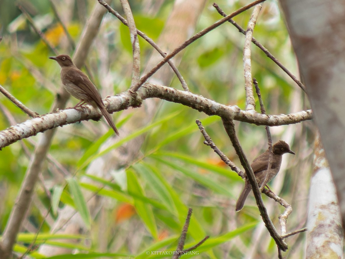 Cream-vented/Cream-eyed Bulbul - ML621965990