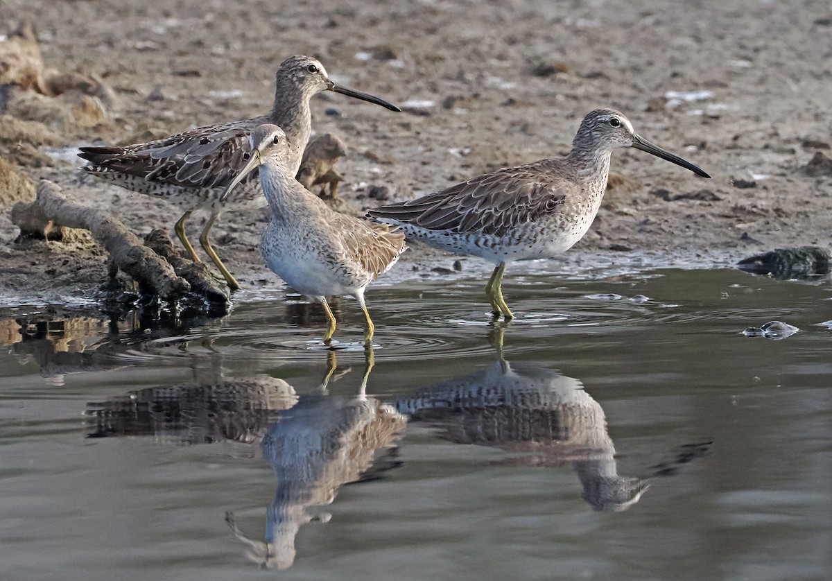 Short-billed Dowitcher - ML621965993