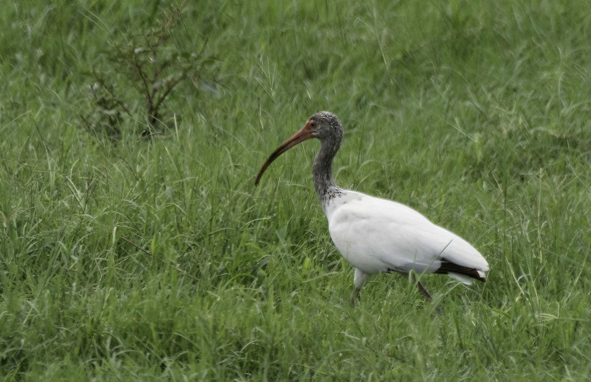 White Ibis - ML621965994