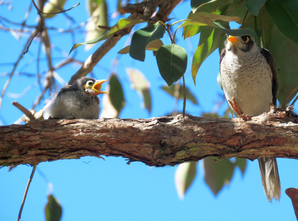 Noisy Miner - ML621966015