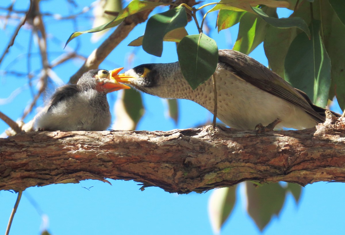 Noisy Miner - ML621966016