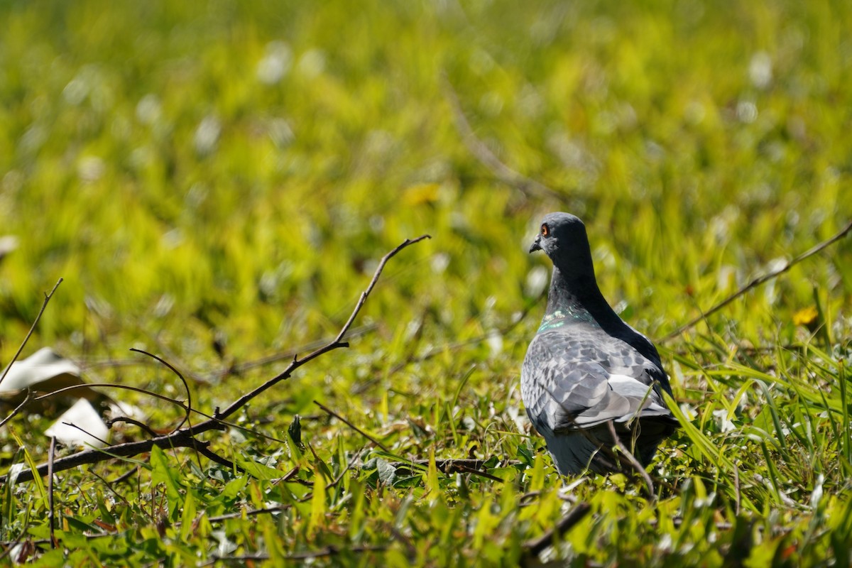 Rock Pigeon (Feral Pigeon) - ML621966117