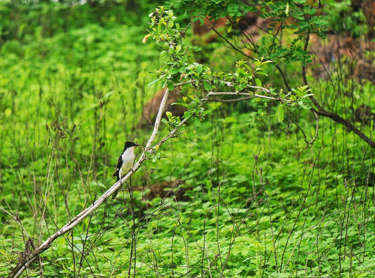 Pied Cuckoo - ML621966212