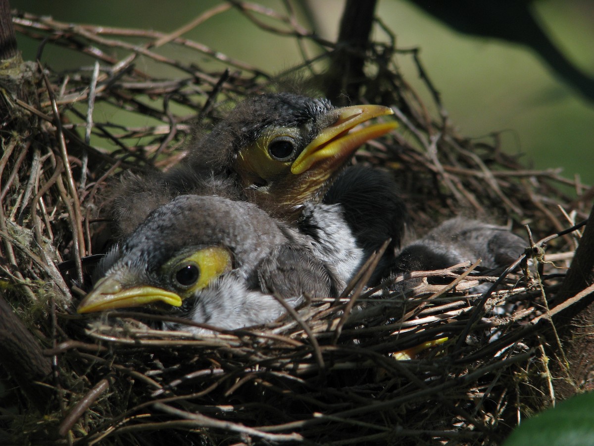 Noisy Miner - ML621966260