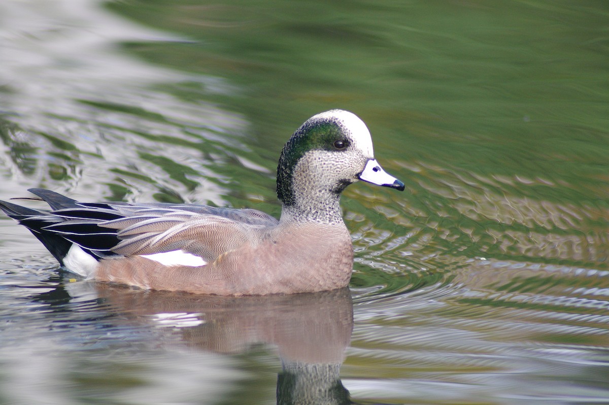 American Wigeon - ML621966276