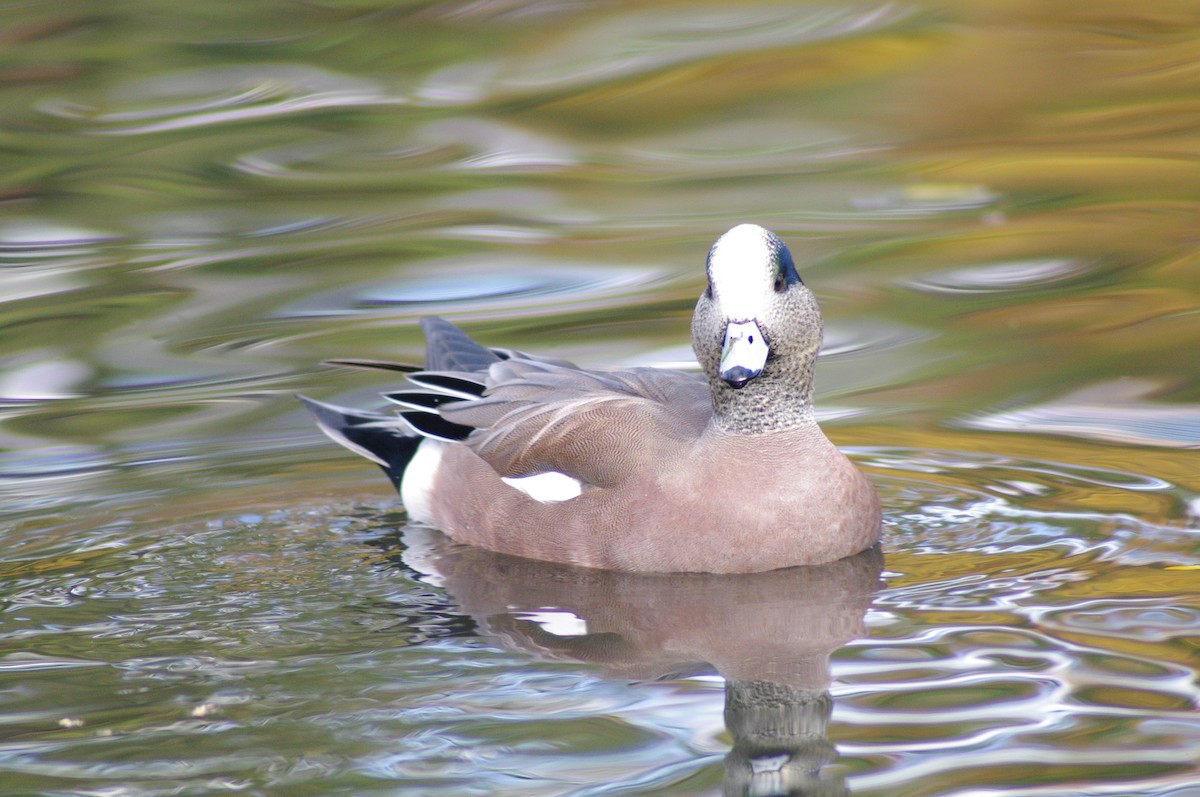 American Wigeon - ML621966278