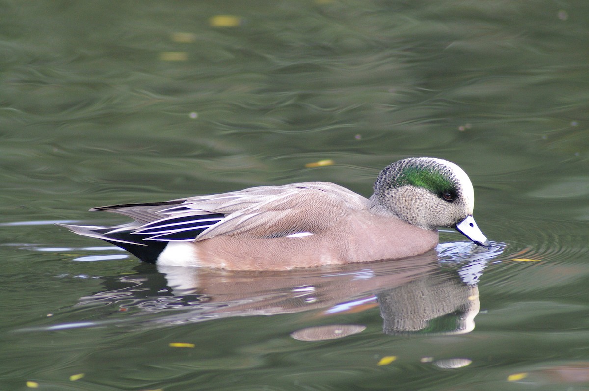 American Wigeon - ML621966279