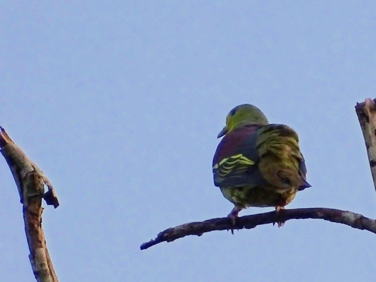 Sri Lanka Green-Pigeon - ML621966288