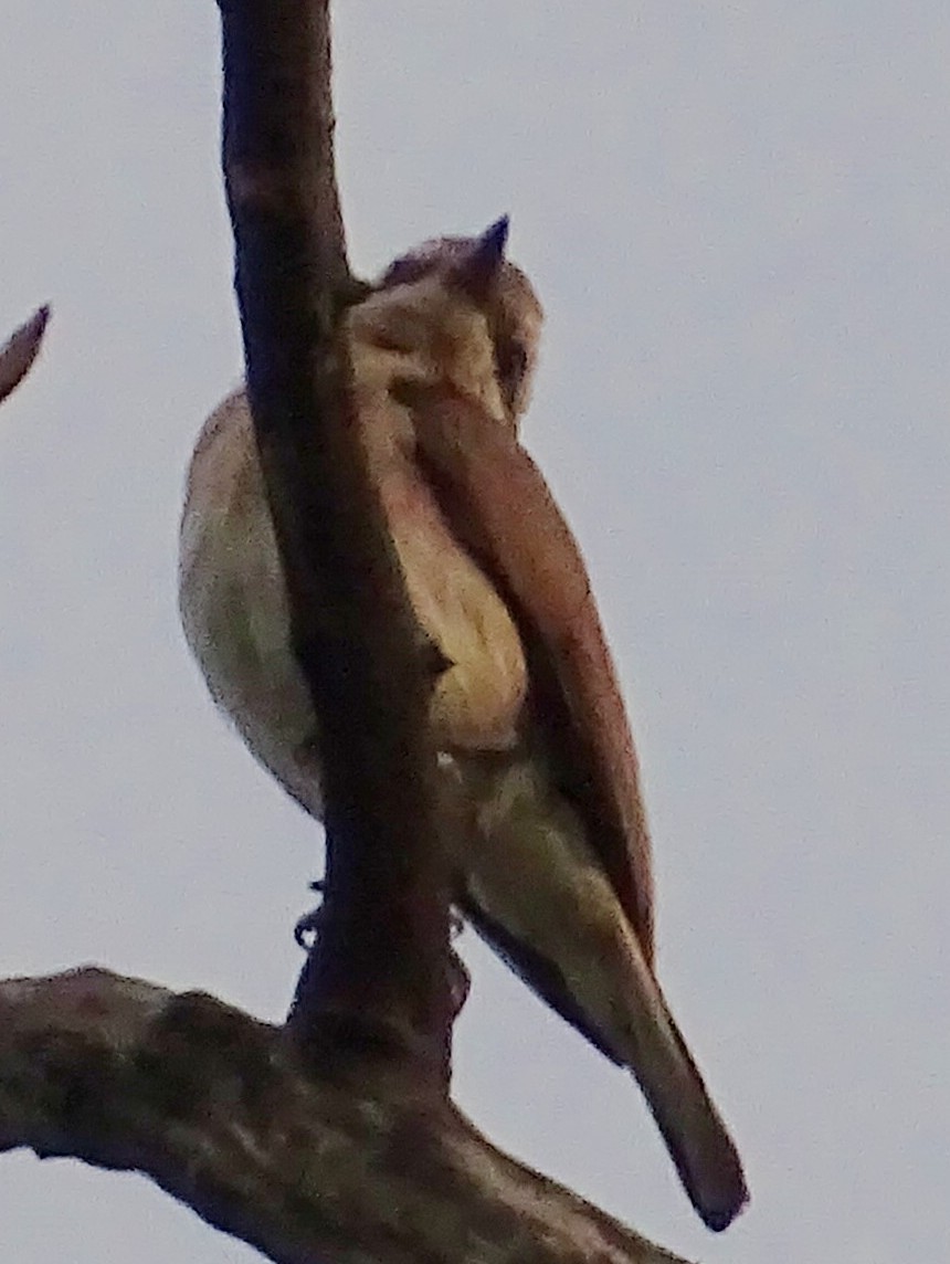 Sri Lanka Woodshrike - ML621966312