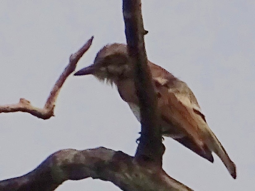 Sri Lanka Woodshrike - ML621966313