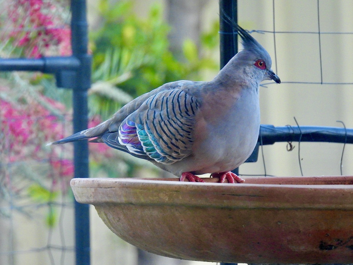 Crested Pigeon - ML621966344