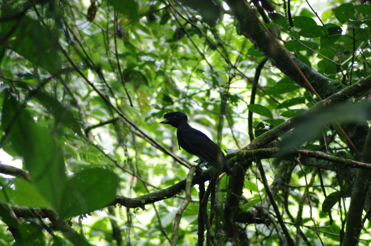 Bare-necked Umbrellabird - ML621966408