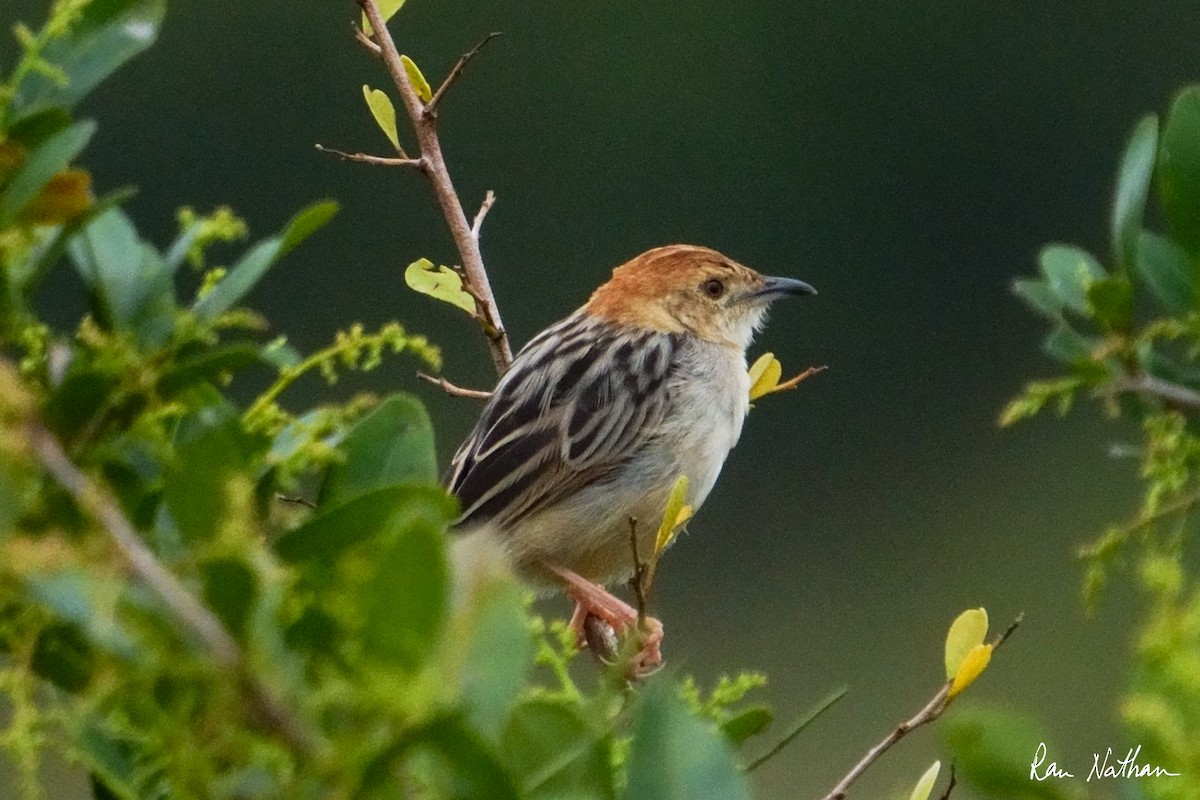 Stout Cisticola - ML621966433