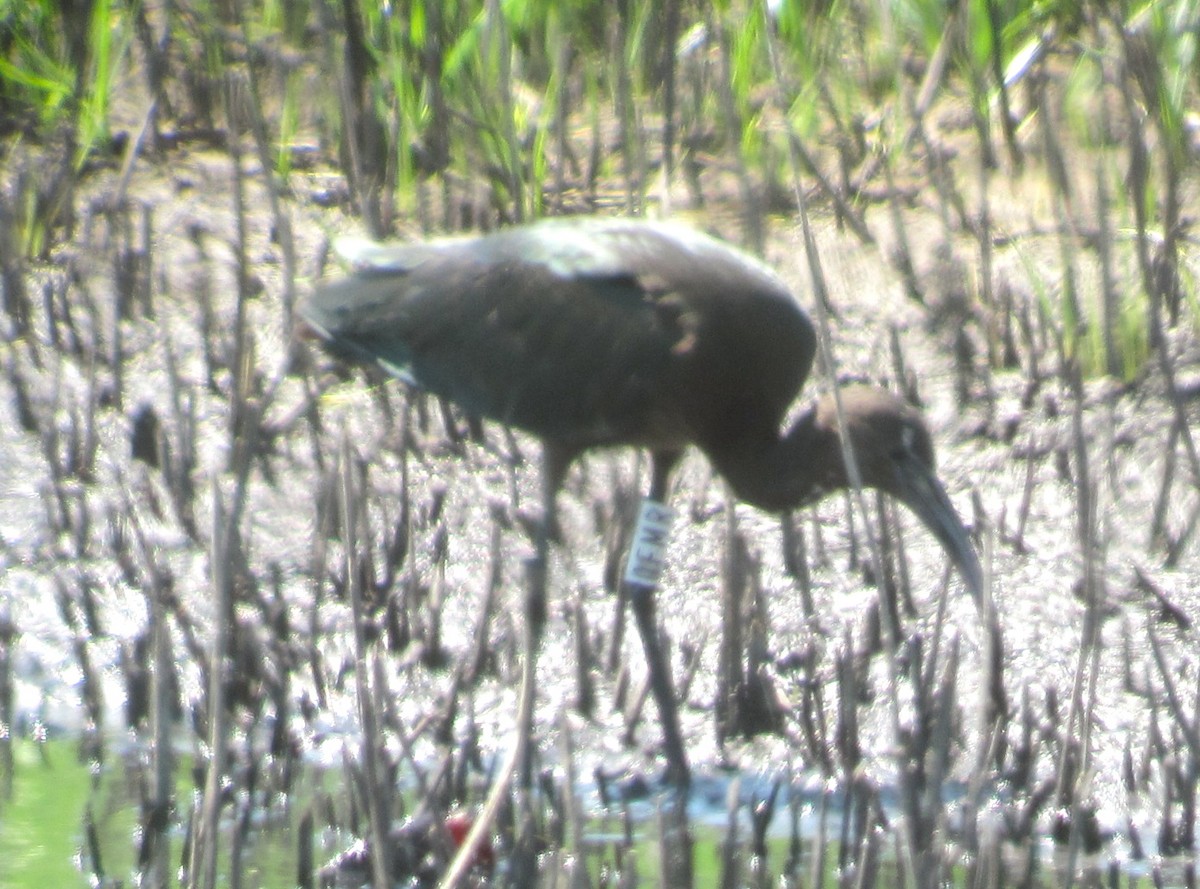 Glossy Ibis - ML621966706