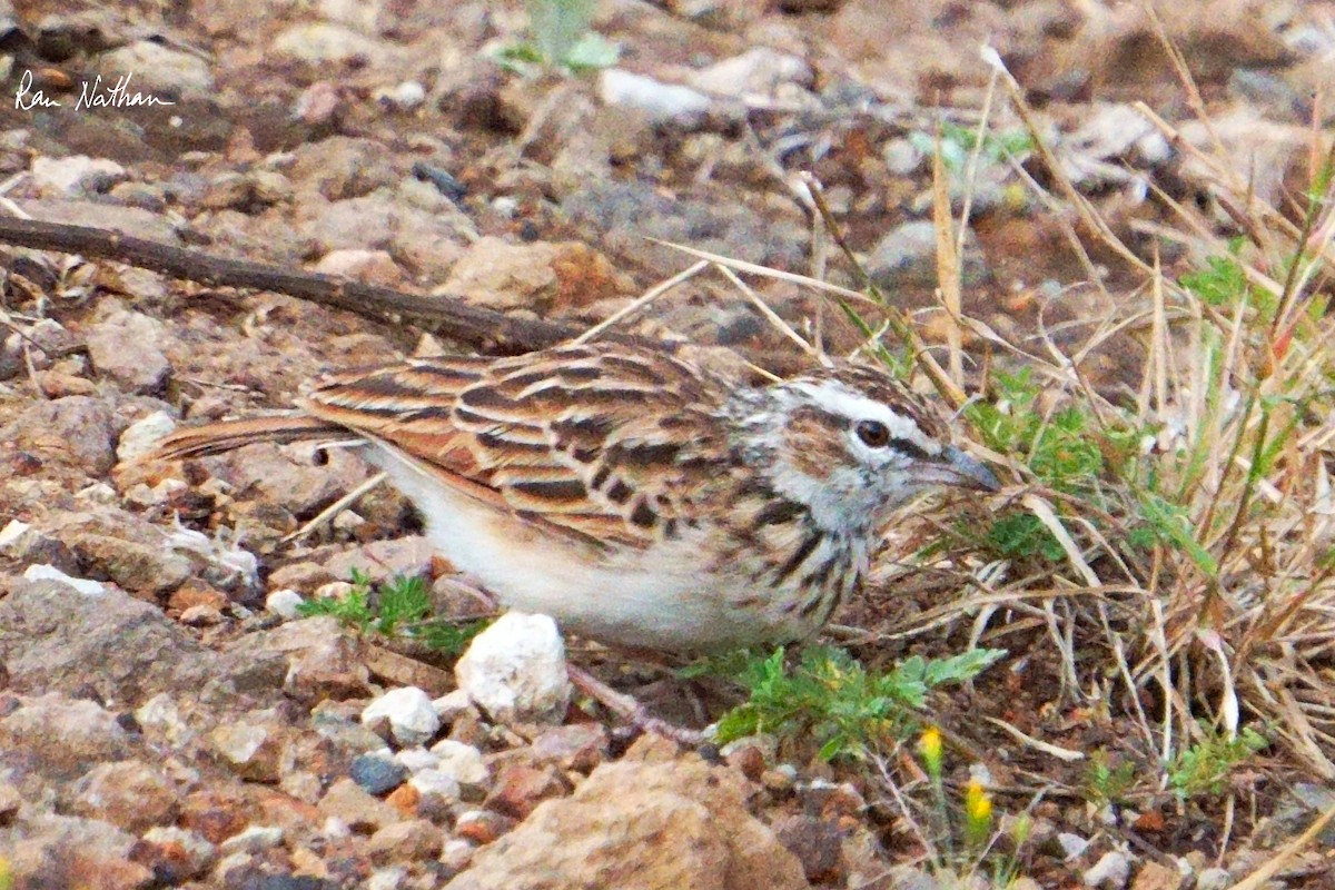 Fawn-colored Lark (Foxy) - ML621966821