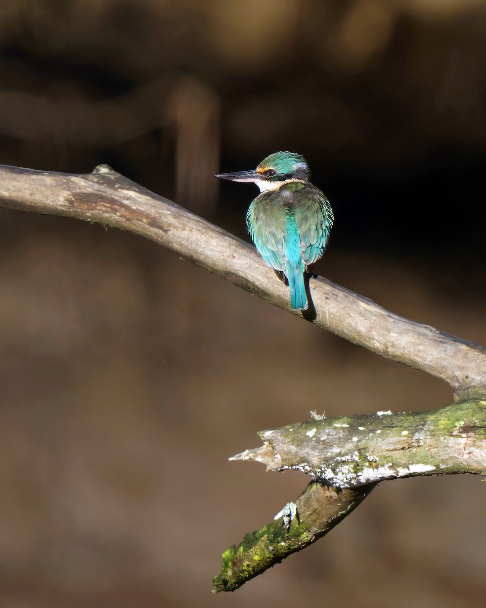 Sacred Kingfisher (Australasian) - ML621966824