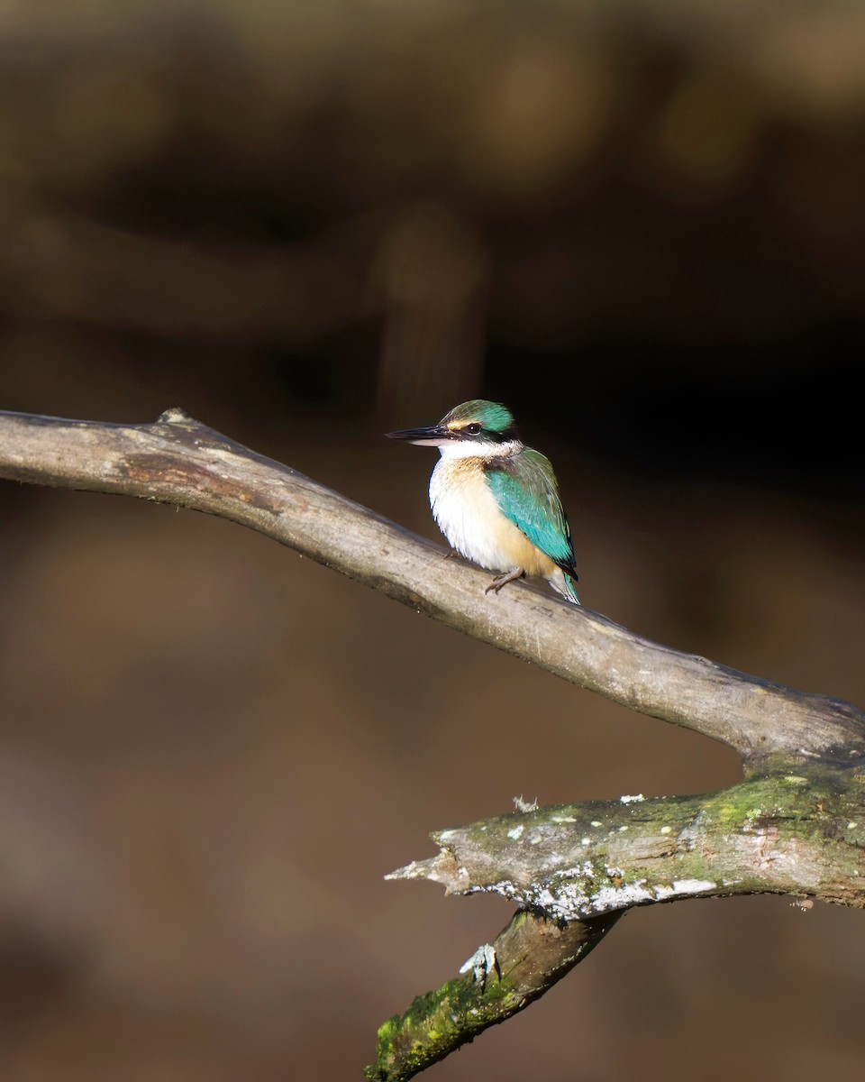 Sacred Kingfisher (Australasian) - ML621966827