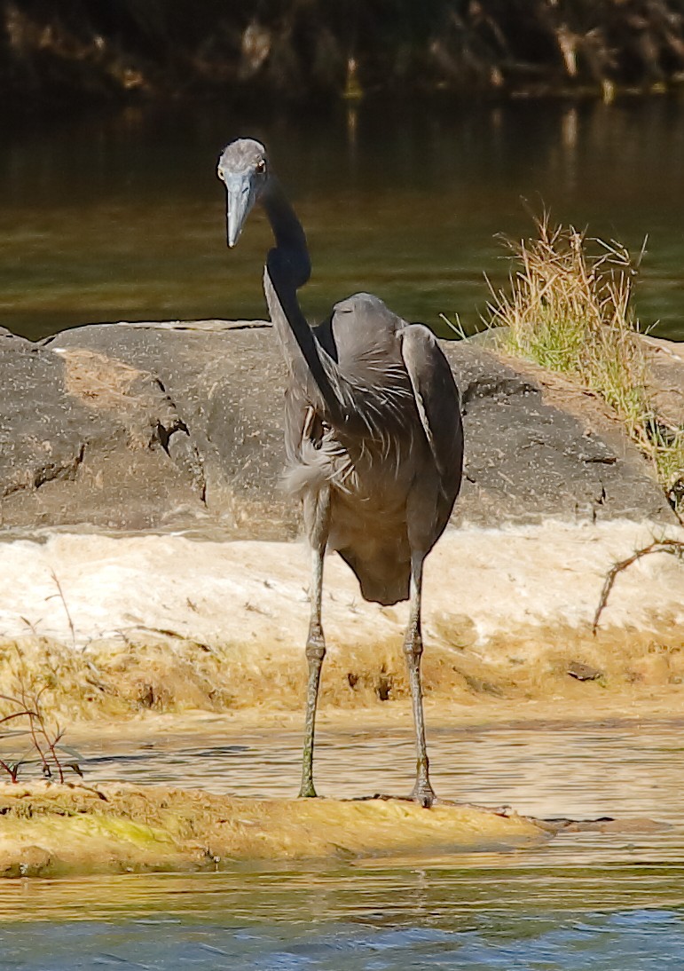 Rußreiher - ML621967038