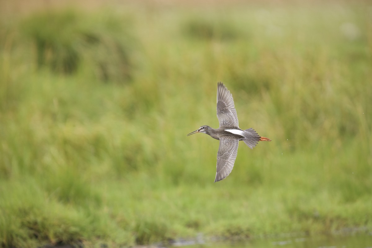 Spotted Redshank - ML621967110