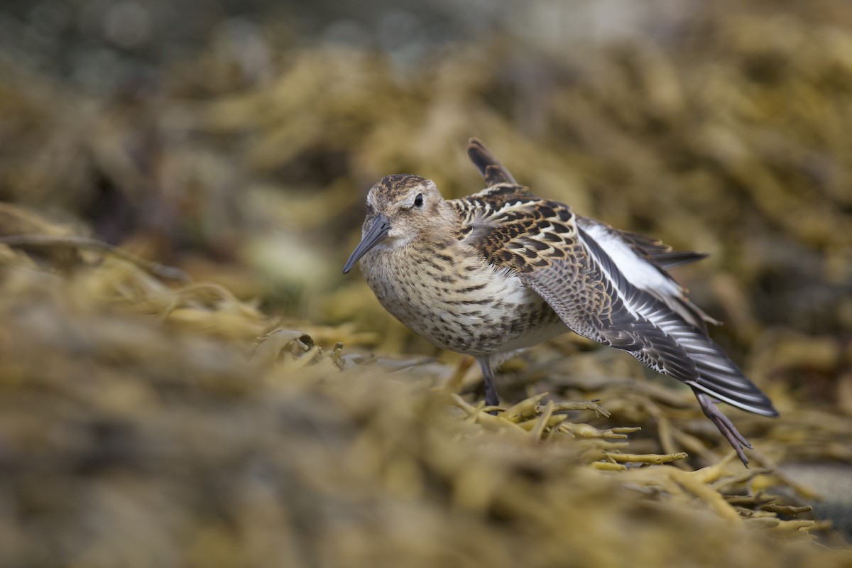 Dunlin - ML621967111