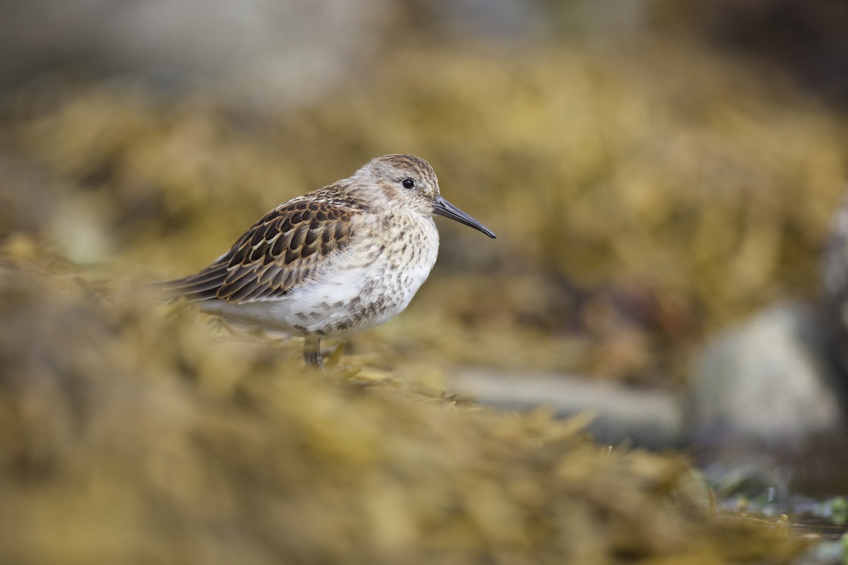 Dunlin - ML621967113