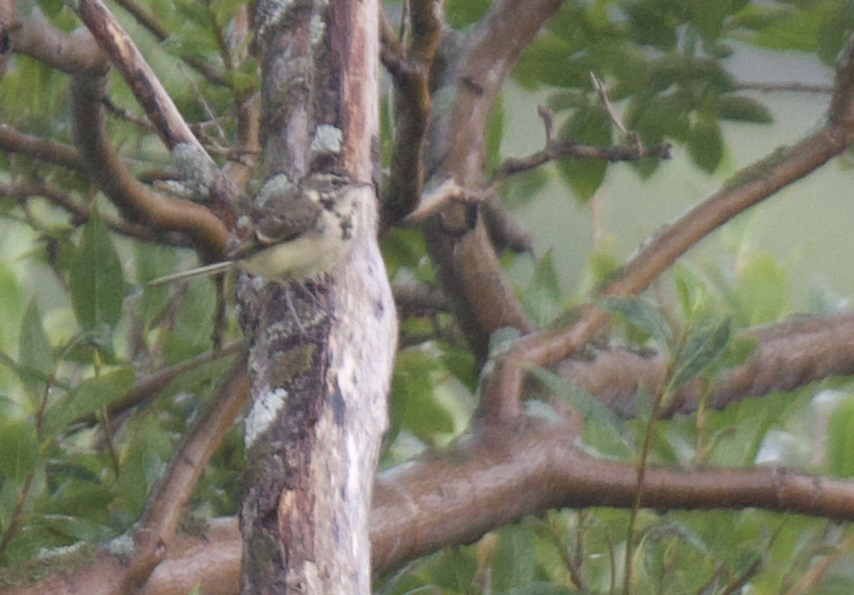 Western Yellow Wagtail - ML621967115