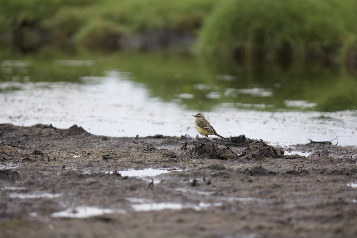 Western Yellow Wagtail - ML621967116