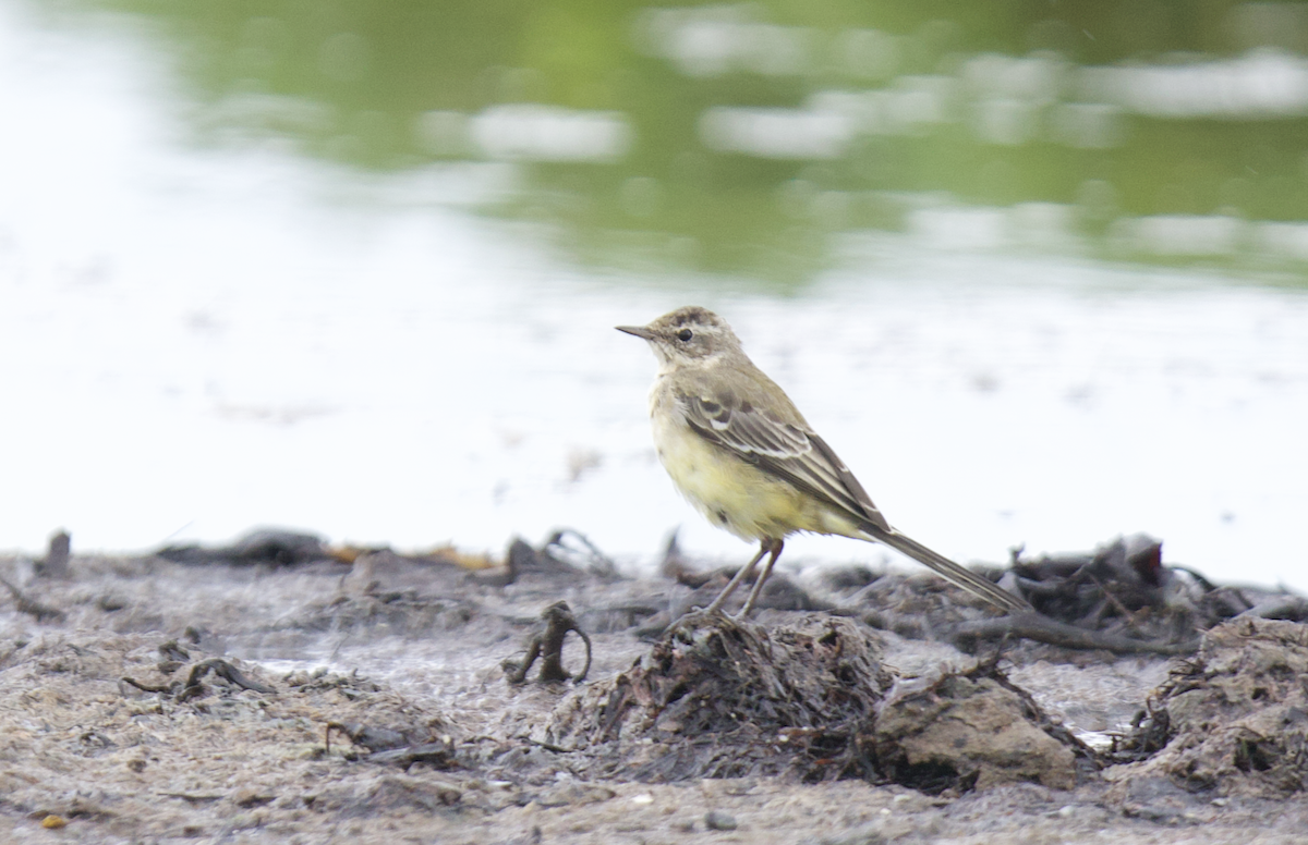 Western Yellow Wagtail - ML621967117