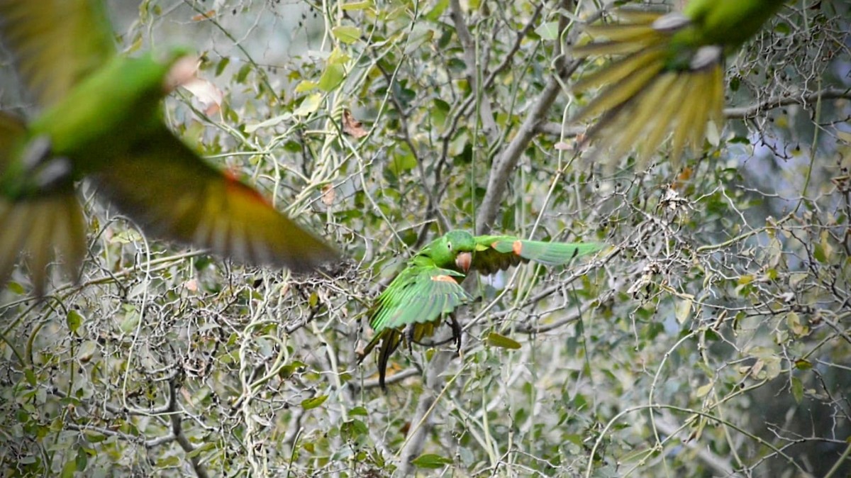 White-eyed Parakeet - ML621967295