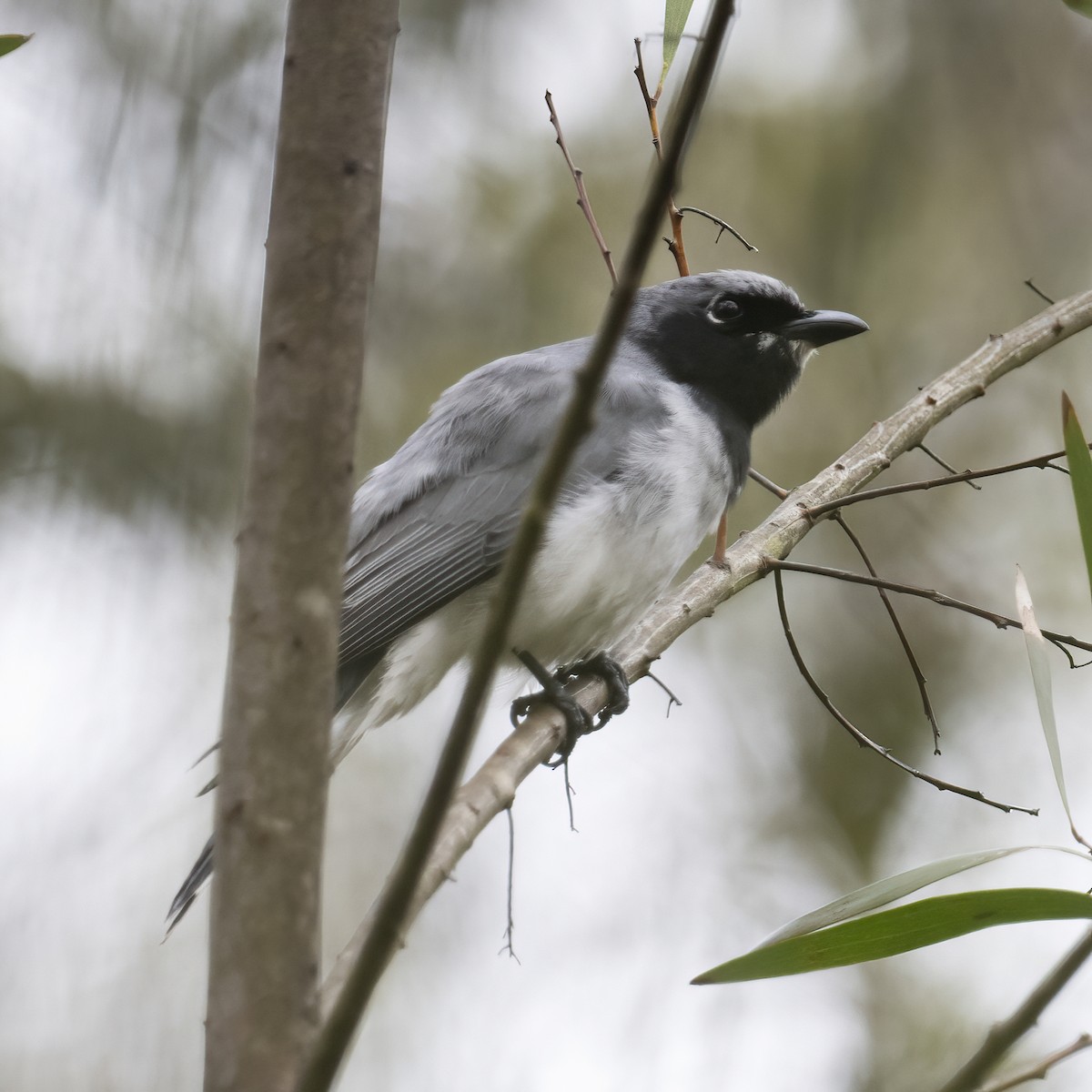 White-bellied Cuckooshrike - ML621967296