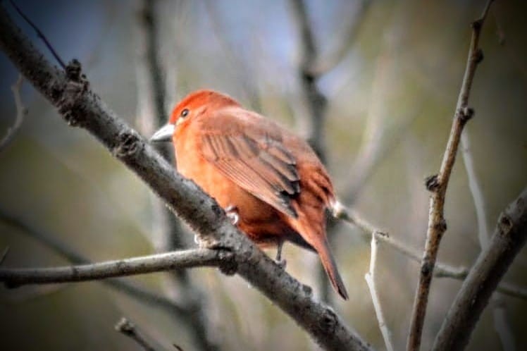 Hepatic Tanager - ML621967298