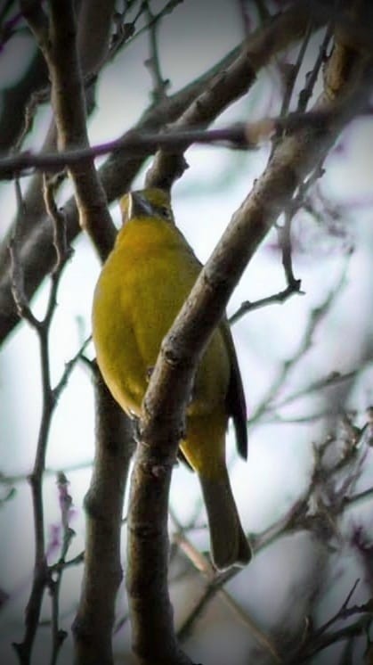 Hepatic Tanager - Noemí Palacios