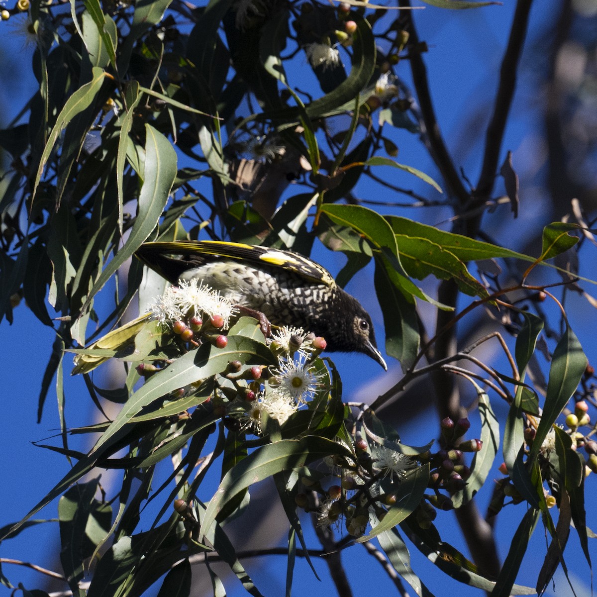 Regent Honeyeater - ML621967331