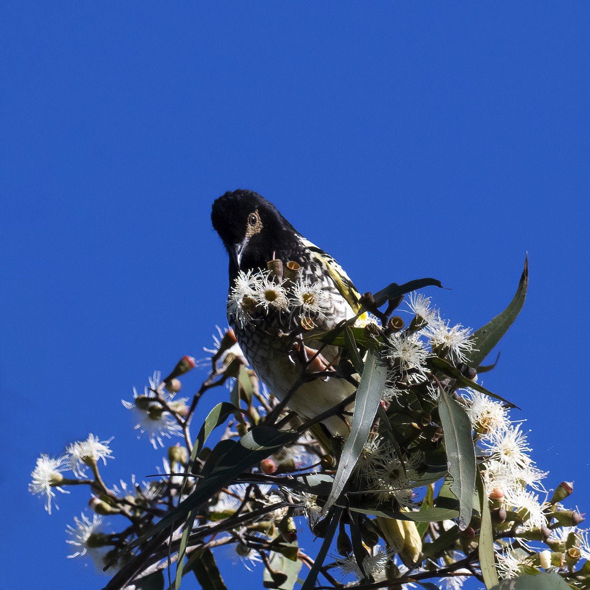 Regent Honeyeater - ML621967332