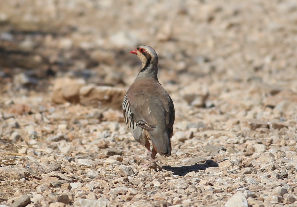 Chukar - ML621967338