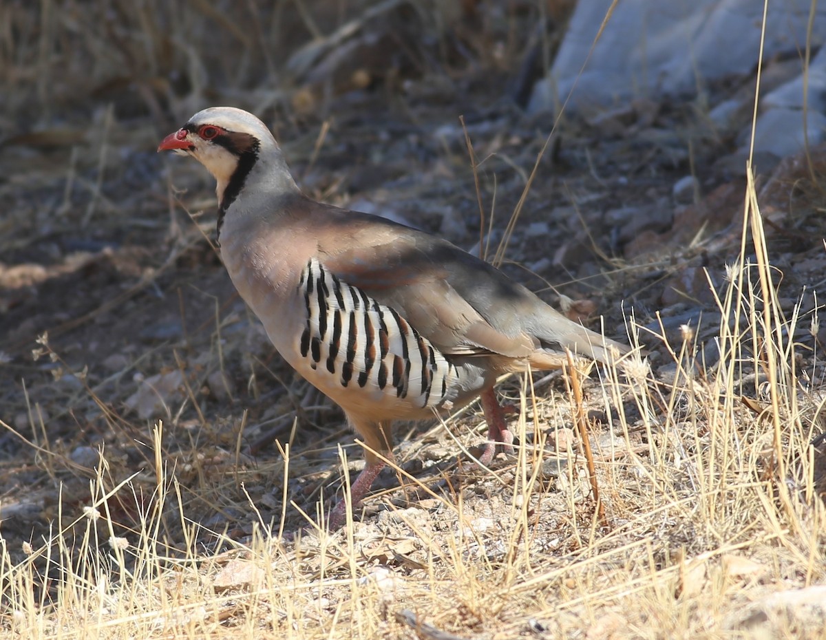 Chukar - ML621967340