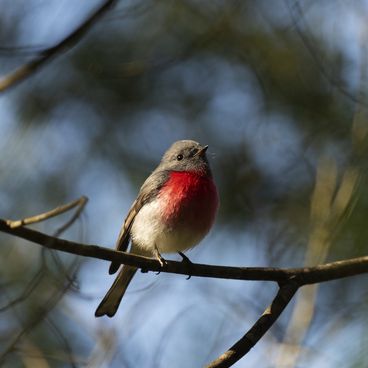 Rose Robin - ML621967354