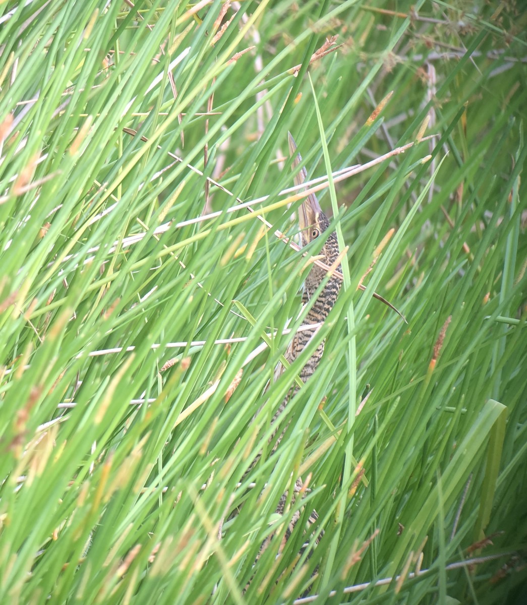 Pinnated Bittern - ML621967457