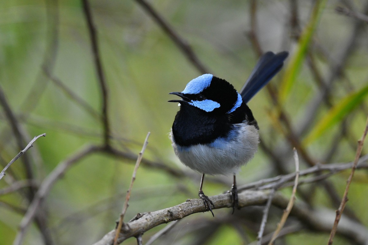 Superb Fairywren - Harn Sheng Khor