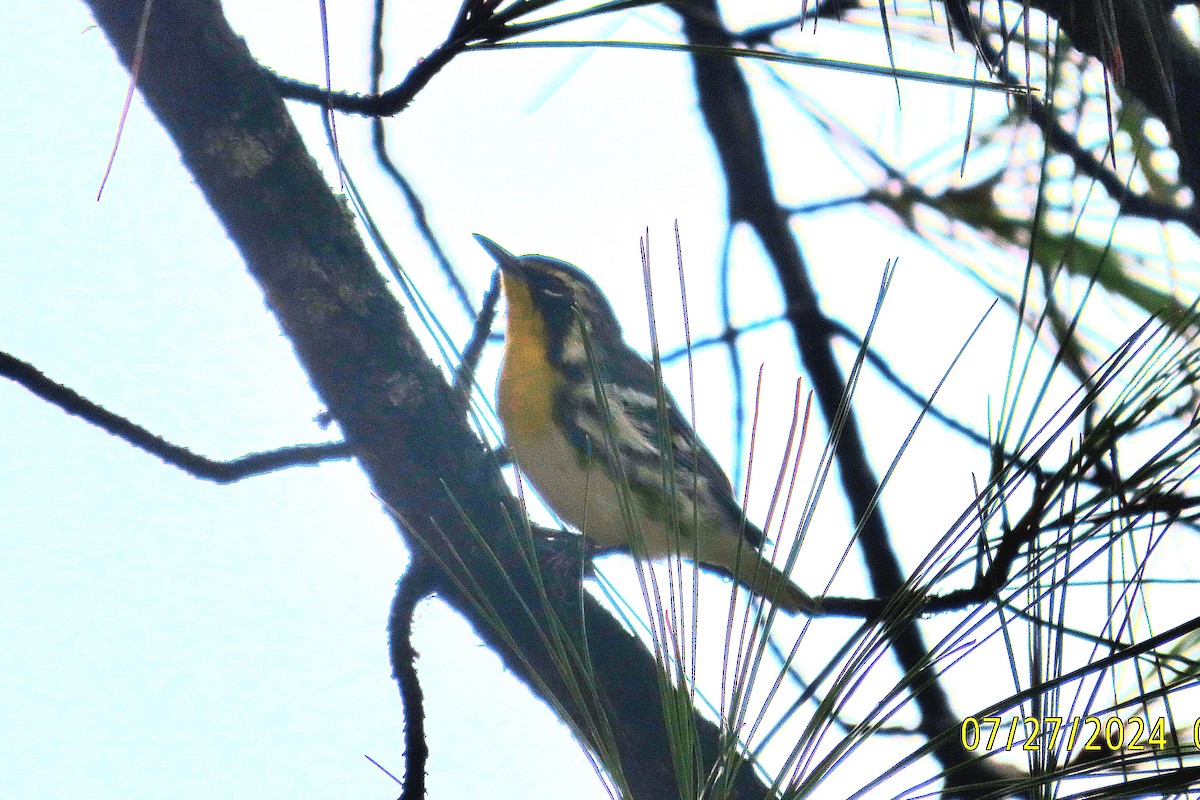 Yellow-throated Warbler - ML621967602